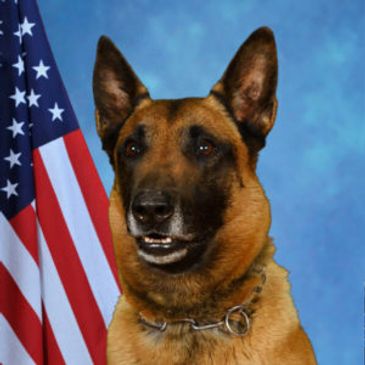This is K-9 Atticus. K-9 Atticus is partners with Sgt. Jeff Turner.