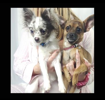 Mommy and daddy Chihuahua puppy