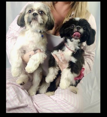 Mommy and Daddy Shit tzu puppies