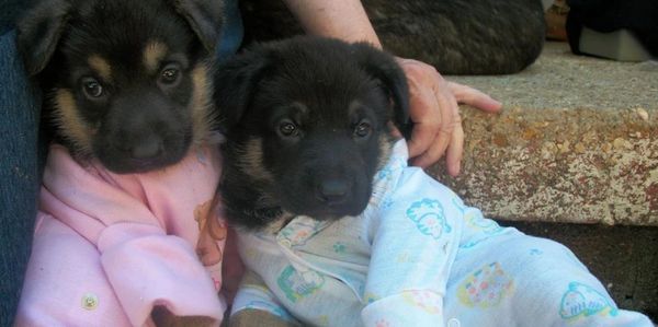German Shepherd Puppies