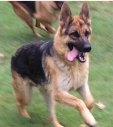 Layla-mother of Jan.30th litter