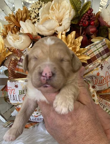 Callie-Apricot/Blonde female