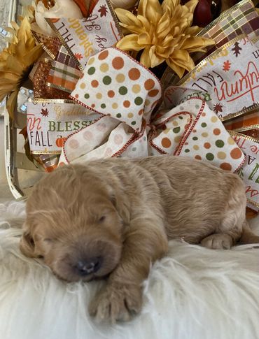 Cooper-apricot/blonde male