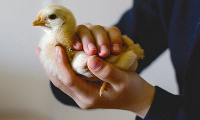 A person gently holding a small yellow chick in their hands.