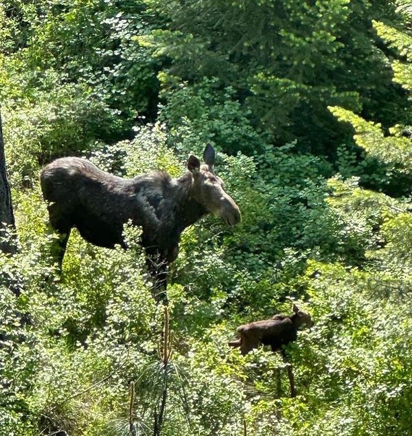 Momma and baby moose under zip line