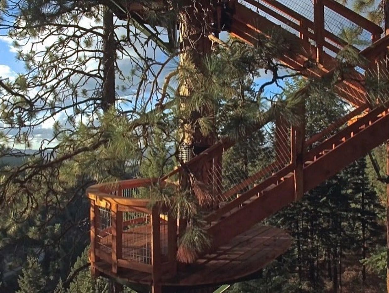 Staircase of the tree house in the trees