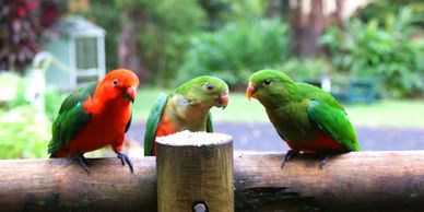 Some of the native King Parrots who make Chilverton Cottages on the Atherton Tablelands their home.