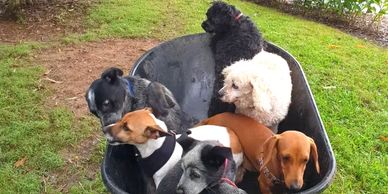 Chilverton Cottages, Atherton Tablelands.  Pet Friendly, Puppy Park, Dog Menu, Dog Sitting, Dog Bath