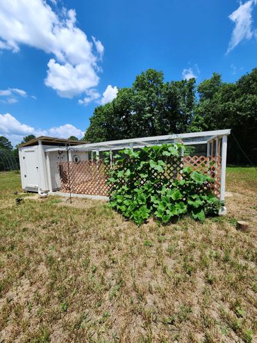 Rustic wooden chicken coop with outdoor run for happy and healthy chickens