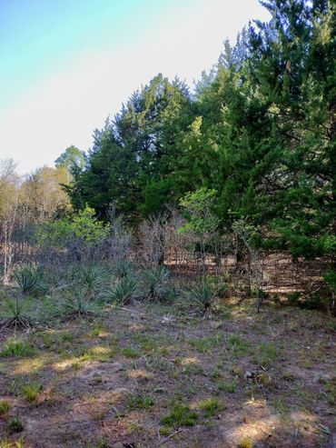 Landscape renovation contractor Service