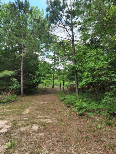 Driveway transformation, landscape renovation contractor service, clean up, tree brush removal