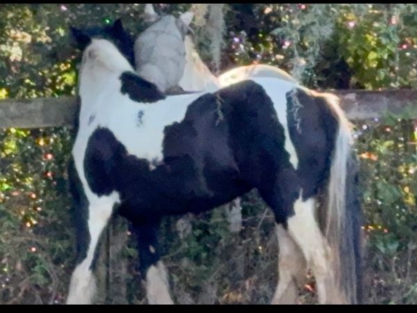 A black and white horse standing near a wooden fence.