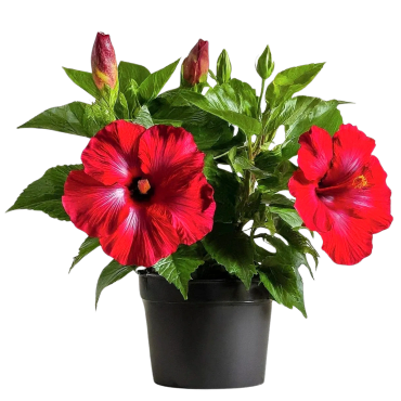 Potted plant with vibrant red hibiscus flowers and green leaves.