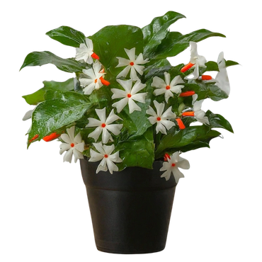 Potted plant with white flowers and bright orange stamens.