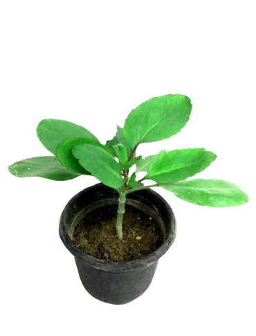 Patharchatta Herbal Plant – Medicinal, low-maintenance plant for home gardens and natural remedies