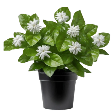 Potted jasmine plant with lush green leaves and white flowers.
