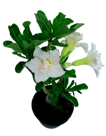**Adenium White Flower Plant – Beautiful, low-maintenance flowering plant for home and garden décor*