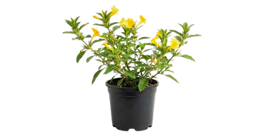 **Vajradanti (Barleria prionitis) – Medicinal herbal plant for oral health and home garden remedies*