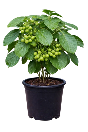 Lasora Plant. Gunda Plant, Bhokar, Lasora, Gardentia,गुंदा, लसोड़े, Cordia dichotoma, Lasoda Plant