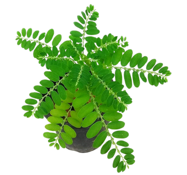 Bhumi Amla (Phyllanthus niruri) – Medicinal herbal plant for home gardens and natural remedies