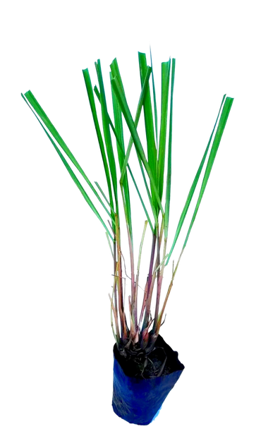 Lemongrass plant, Cymbopogon citratus, live indoor herb, lemon tea grass, mosquito repellent