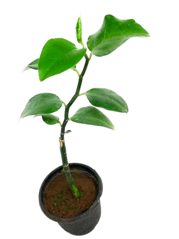 Naagdon plant, Euphorbia tithymaloides, Nagdamni live ornamental plant for home garden