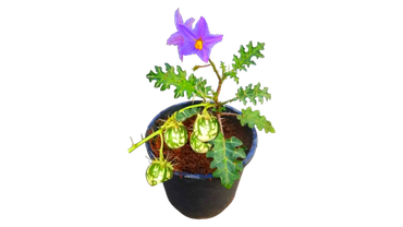 Solanum xanthocarpum Kantkari plant with spiny green leaves and yellow berries, medicinal herb plant