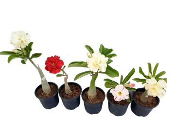 Desert Rose Adenium plant, vibrant flowering succulent, hardy indoor & outdoor ornamental plant