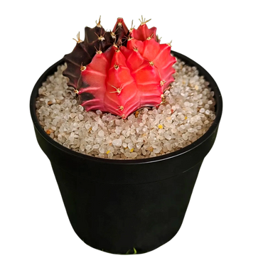 Gymnocalycium Variegata Cactus: Moon Cactus with Stunning Variegation, cactus plants online