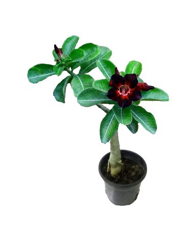 Small potted plant with green leaves and a dark red flower.