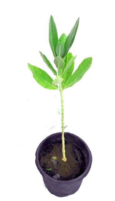 ROOKHRAJ PAUDHSHALA Safed Aak plant, Calotropis gigantea, White Madar Aakda live medicinal plant