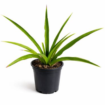 Safed Musli plant in black nursery pot – Chlorophytum Borivilianum live medicinal plant
