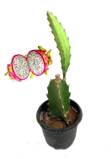 Dragon Fruit Plant, Dragon Tree, Dragon Fruit Tree, Hylocereus Undatus, Pitaya Cactus, Dragon Tree