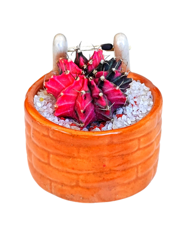 Gymnocalycium Cactus – Colorful, low-maintenance indoor cactus perfect for home and office décor