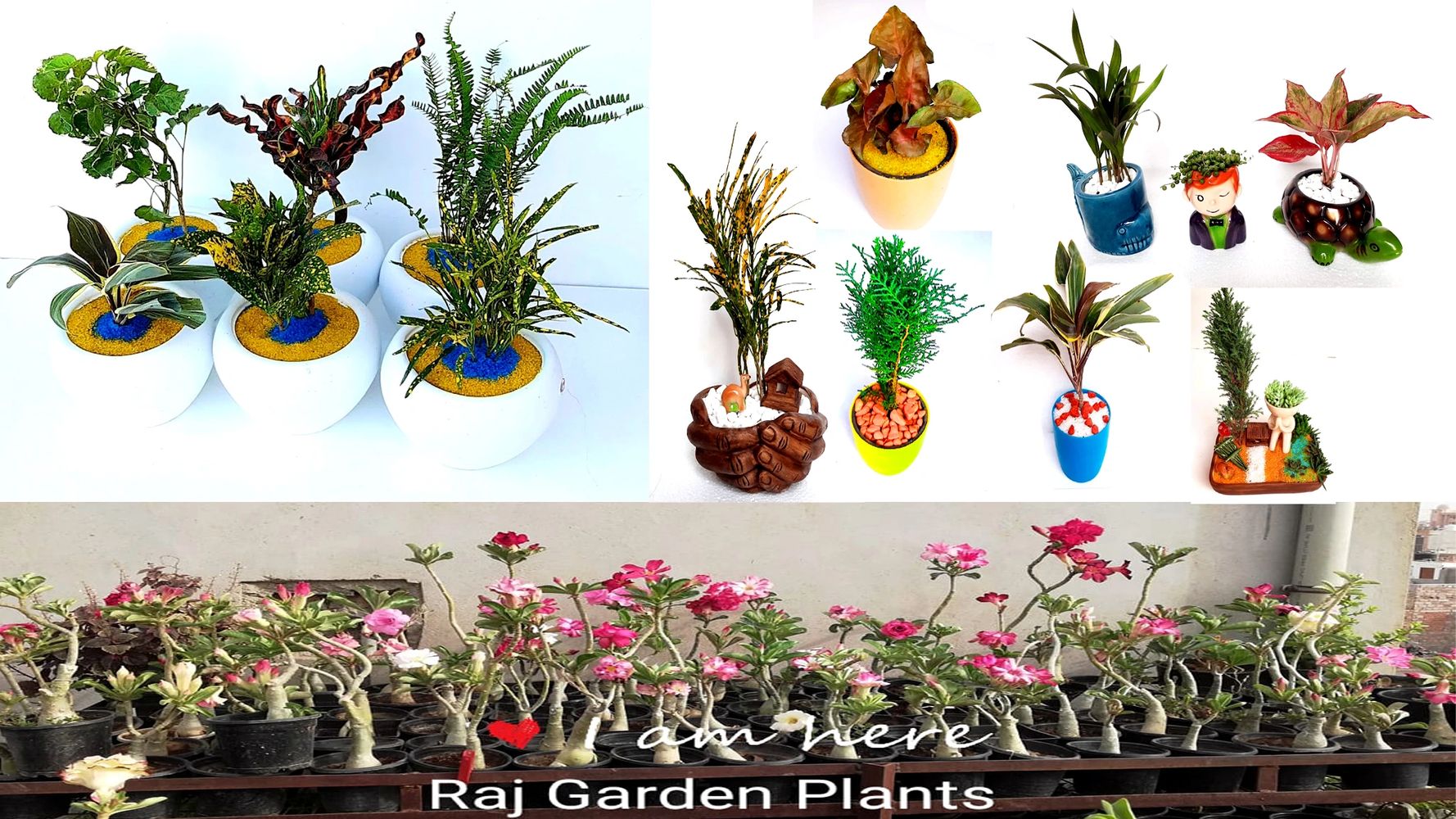 A Plant Nursery
Offering
A huge Range of Indoor,
Adenium Plants, Herbal Plants, Dragon Fruit Plant