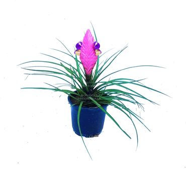 Tillandsia Air Plant – Easy-care, soil-free indoor plant for home & office décor