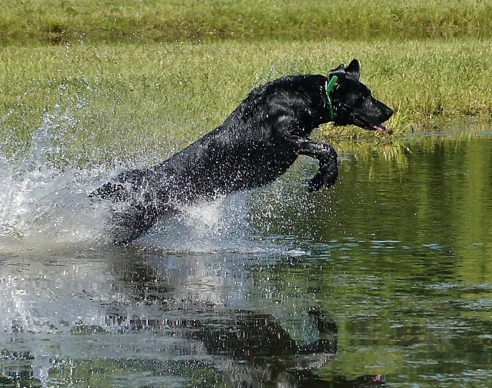 Black dog jumping into the water