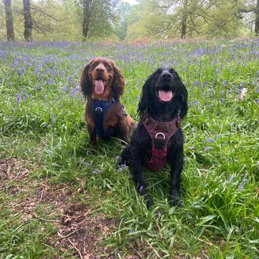 two working cockers in a field of bluebells