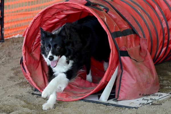 Pepper doing agility. This sport improved her confidence.