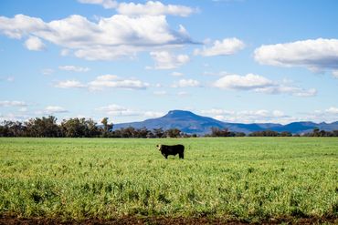 Single steer standing in a paddock of feed barley with the Warrumbungle mountains in the background