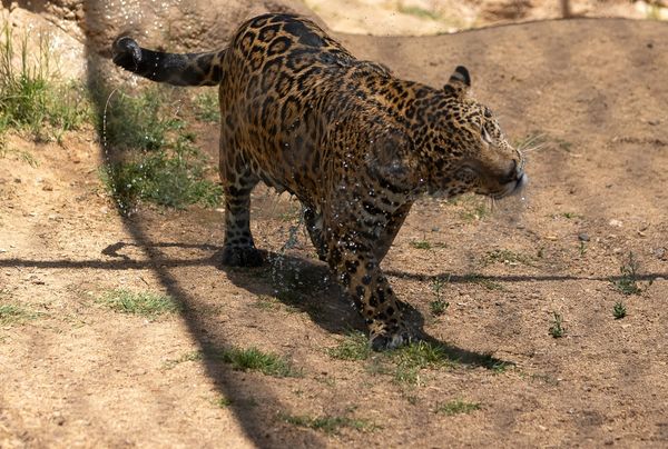 A spotted leopard shaking water off its face and water droplets splashing around