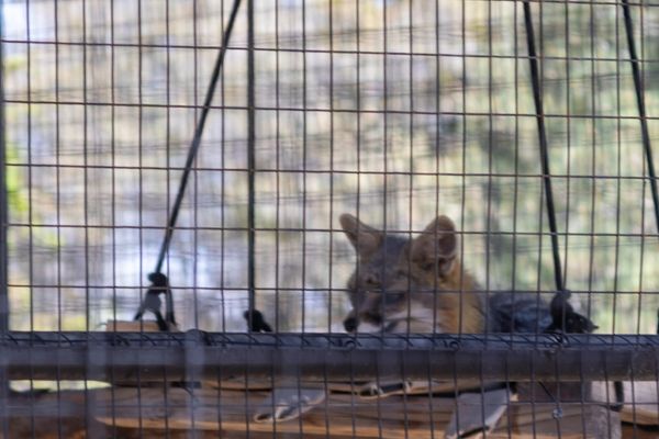 A red fox in a corner resting spot
