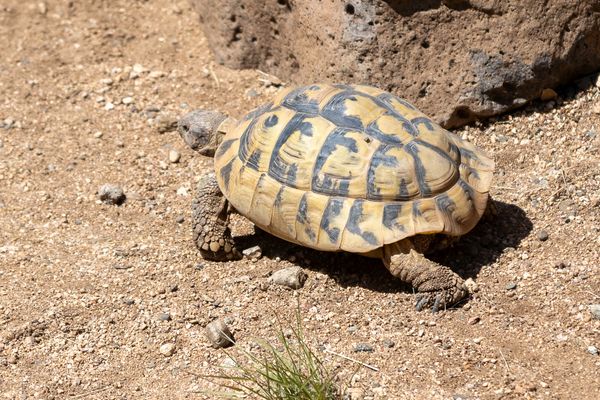 A turtle walking across the dirt