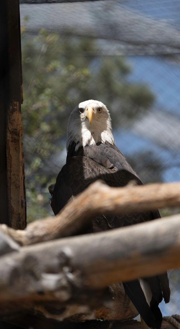 A bald eagle