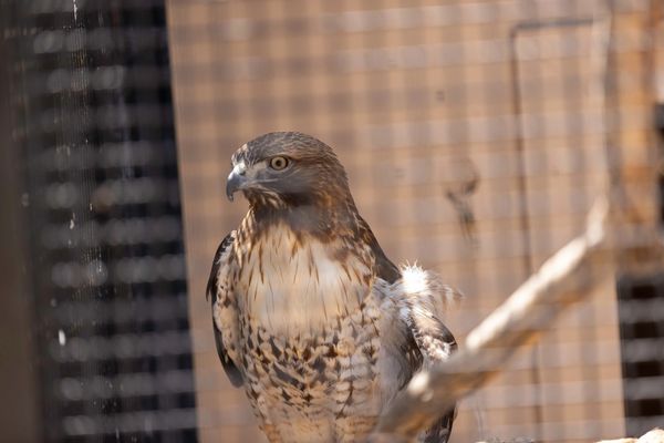 A hawk with a brown head