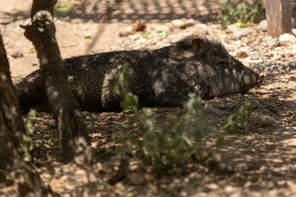 Javalina in the shade