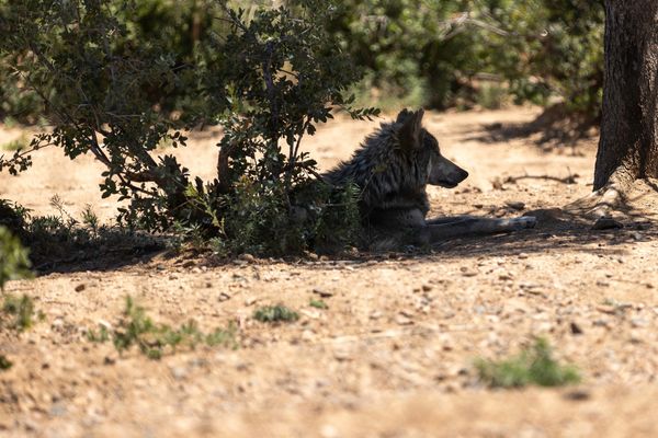A Mexican wolf under a bush in the shade