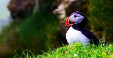 færøysk oversetter, Færøyene