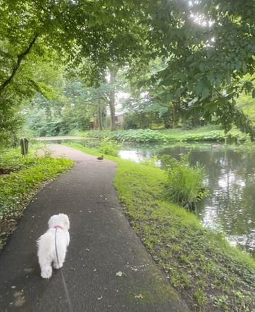 A small white dog walks on a path beside a pond in a lush green park.