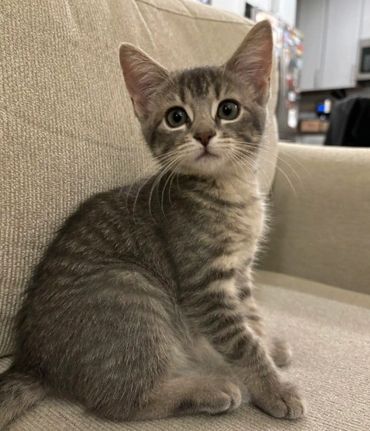 A curious gray tabby kitten sits on a beige couch looking at the camera.